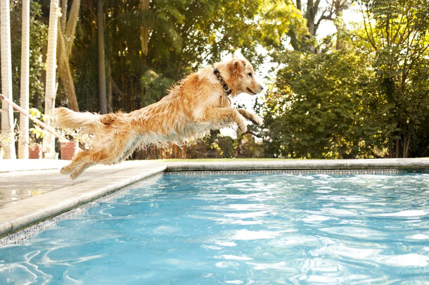Hund und Hitze - manchmal tut eine Abkühlung im Pool richtig gut: )