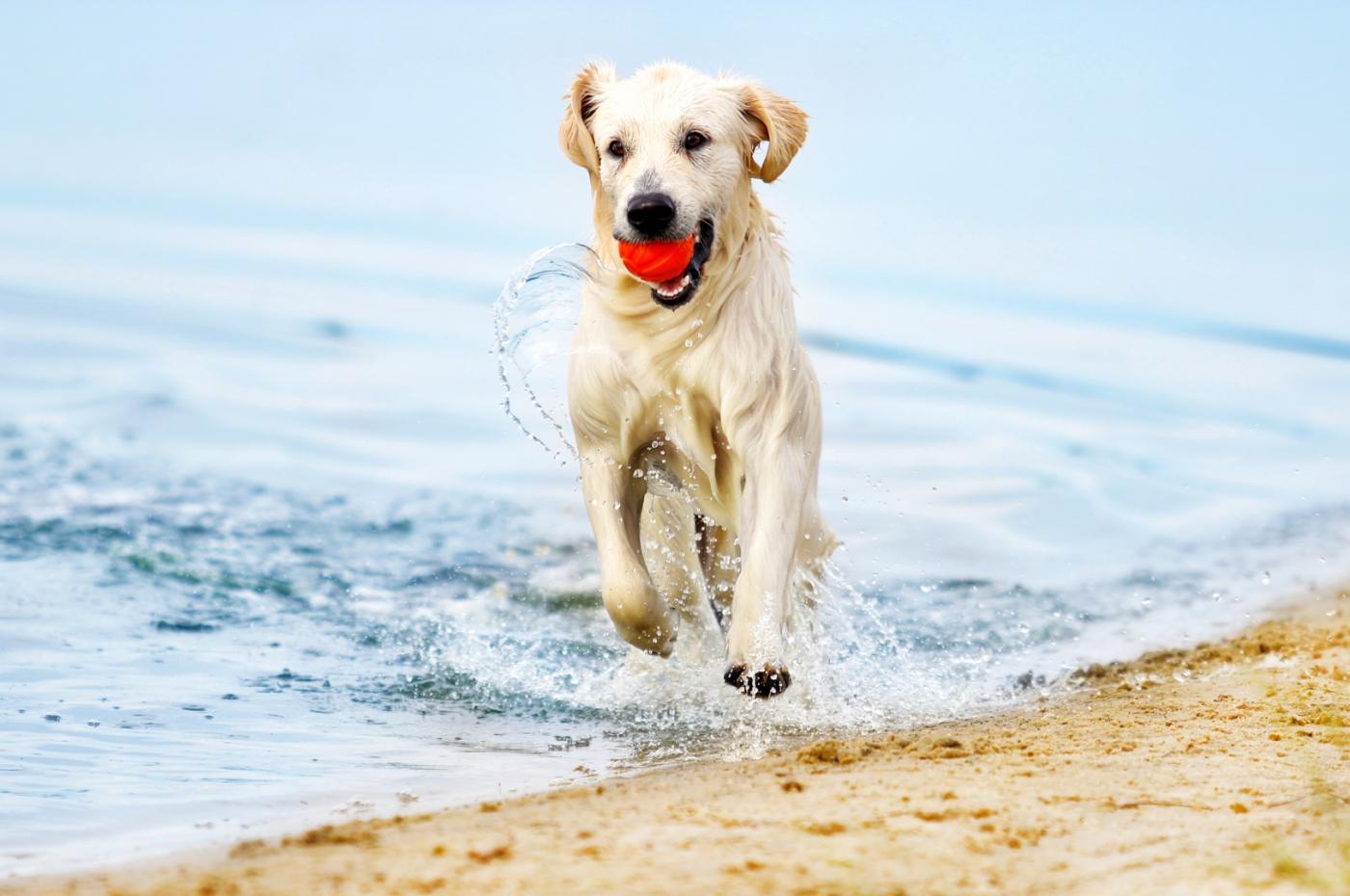 Im Badeurlaub spielt ein Golden Retriever mit Ball am Strand