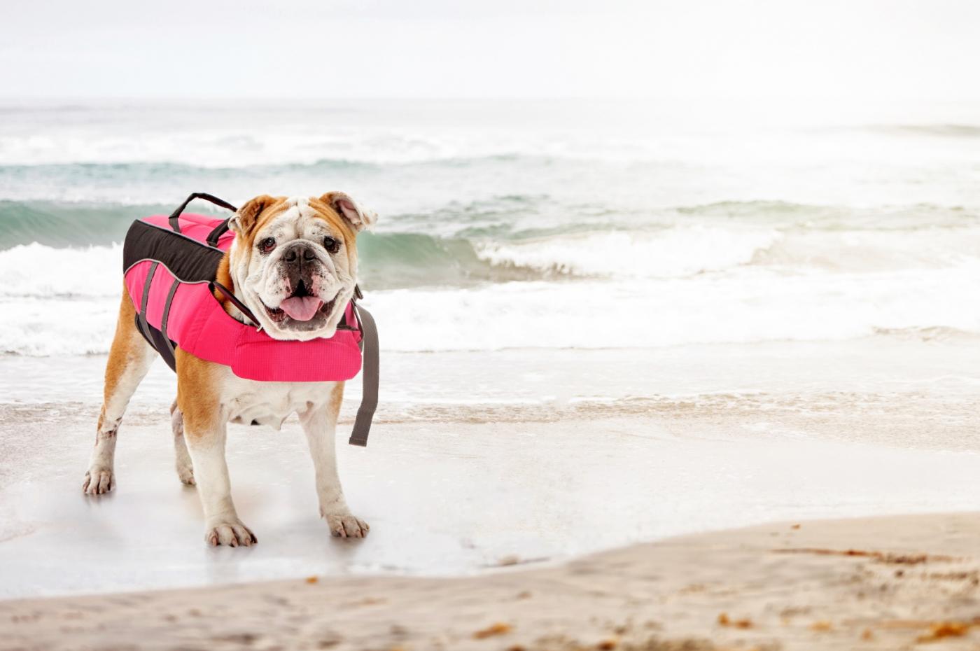 Englische Bulldogge mit Schwimmweste am Strand