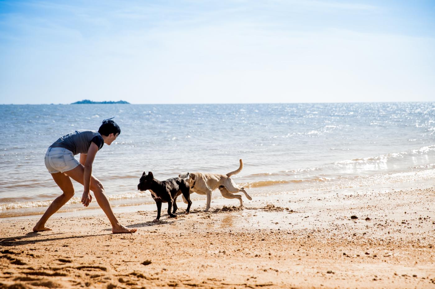 Frauchen spielt mit zwei Hunden am Strand im Badeurlaub