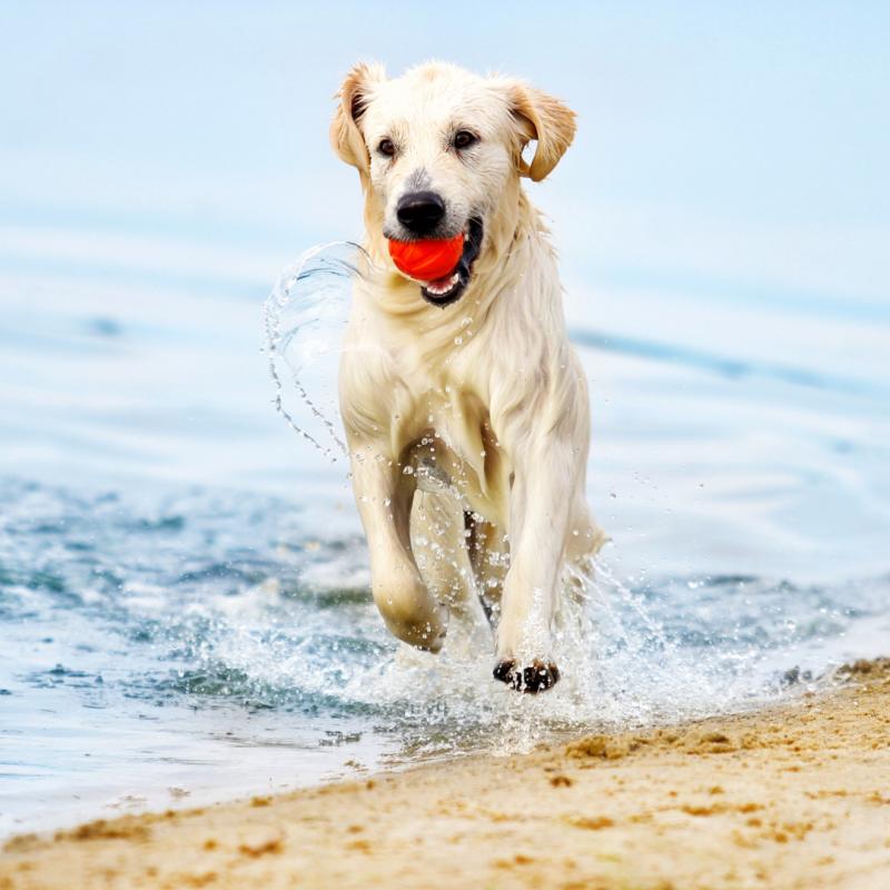 Im Badeurlaub spielt ein Golden Retriever mit Ball am Strand