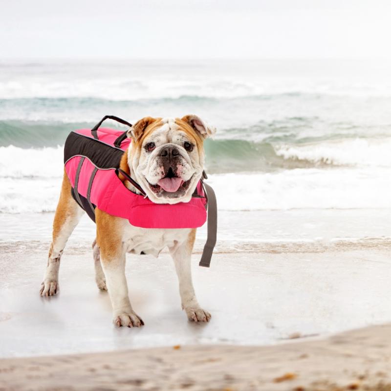 Englische Bulldogge mit Schwimmweste am Strand