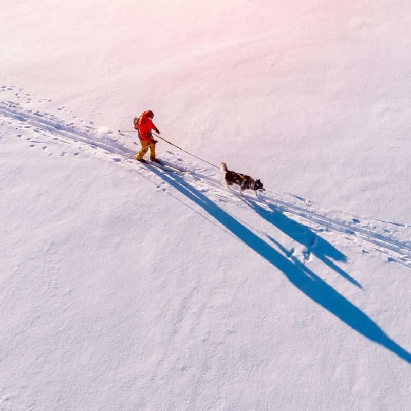 Viele Hunde lieben den gemeinsamen Sport, z.B. Langlauf