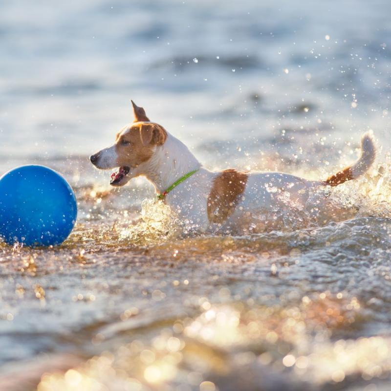 Tipps, Checklisten, Packlisten und Ratgeber rund um den Urlaub am und im Wasser mit Hund