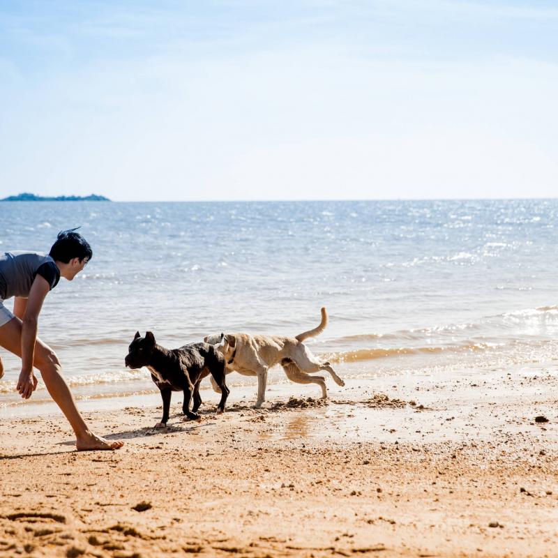 Frau spielt mit ihren beiden Hunden am Meeresstrand