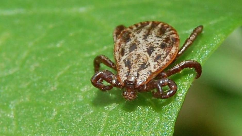 Auwaldzecke Auwaldzecke, eine eingwanderte Zeckenart