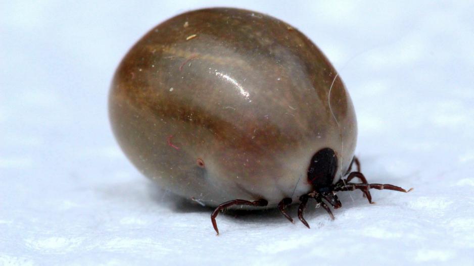 Gemeiner Holzbock (Großaufnahme) Gemeiner Holzbock in vollgesaugtem Zustand