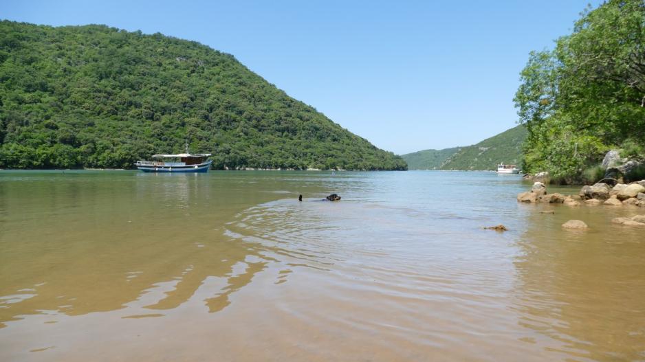 Mein Hund geniesst das kühle Nass im Rimski Kanal  Hund Ben badet im Urlaub