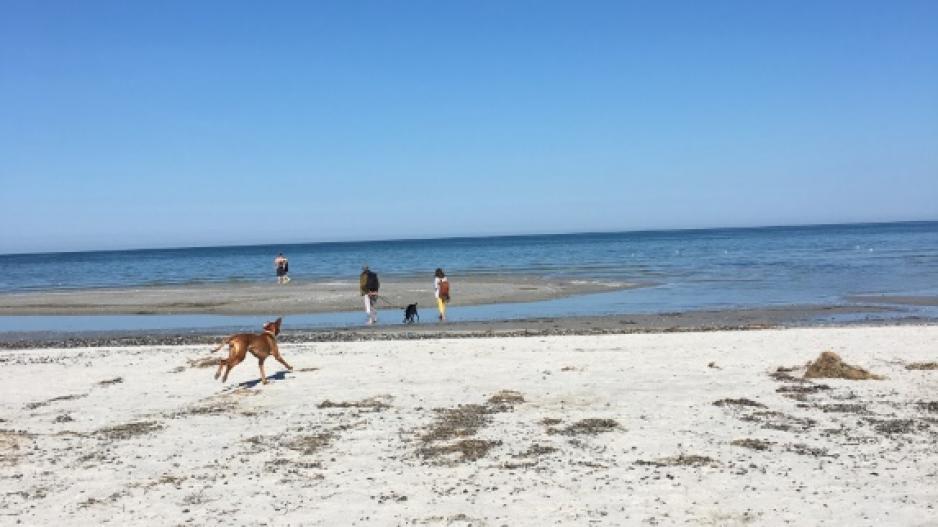 Hundeparadies am Weststrand