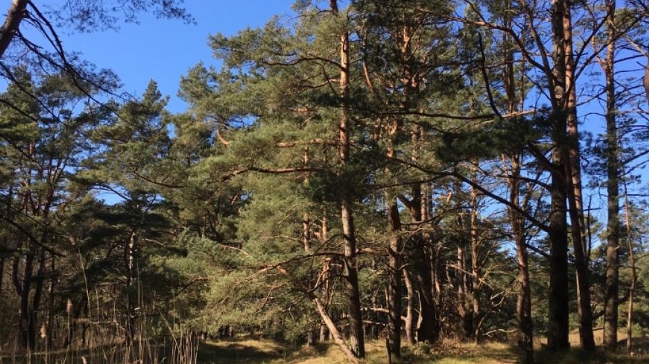 Kiefernwald auf Halbinsel Fischland-Darss-Zingst