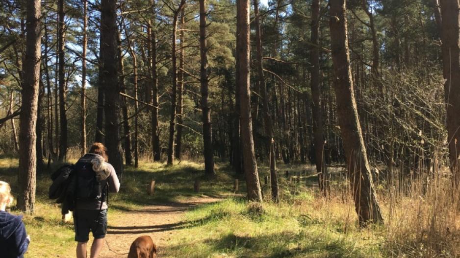 Waldspaziergang mit Hund