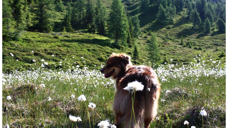 Hüttenurlaub mit Hund in Osttirol vawidoo