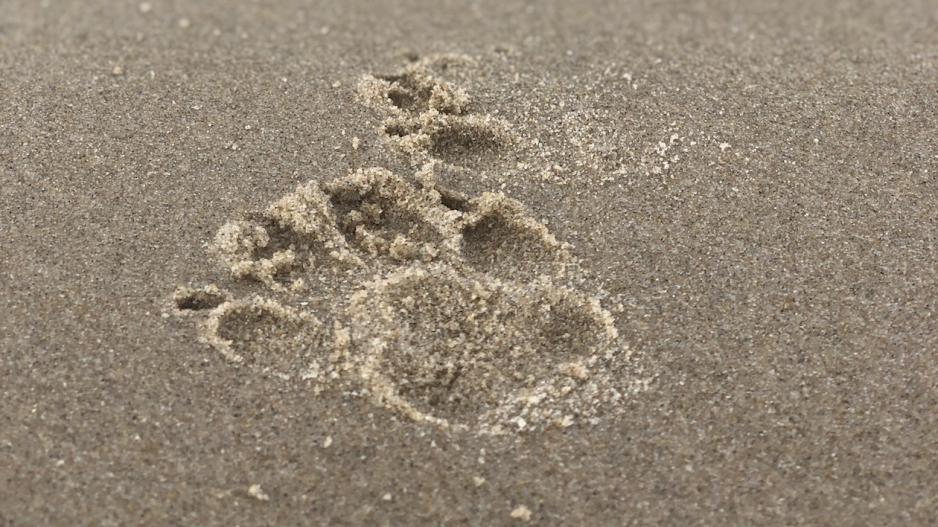 Pfotenabdruck im Sand