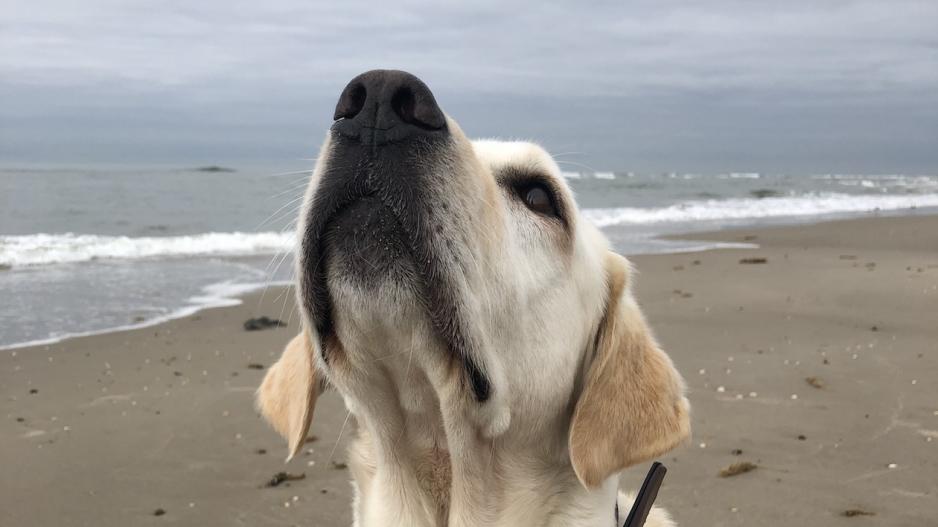 Labrador Karl-Uwe