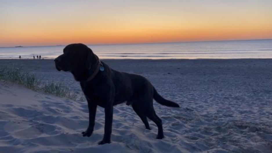 Schwarzer Labrador bei Sonnenuntergang am Strand