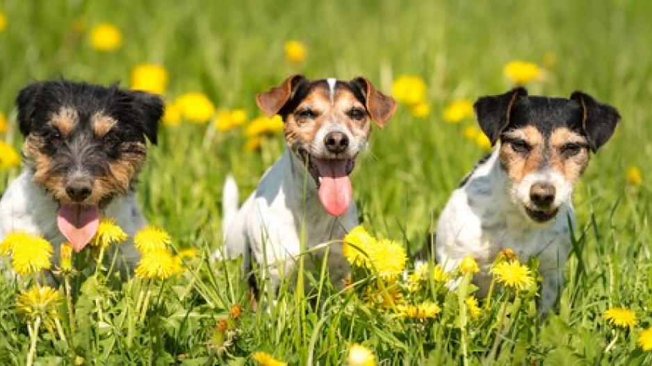 3 Hunde
