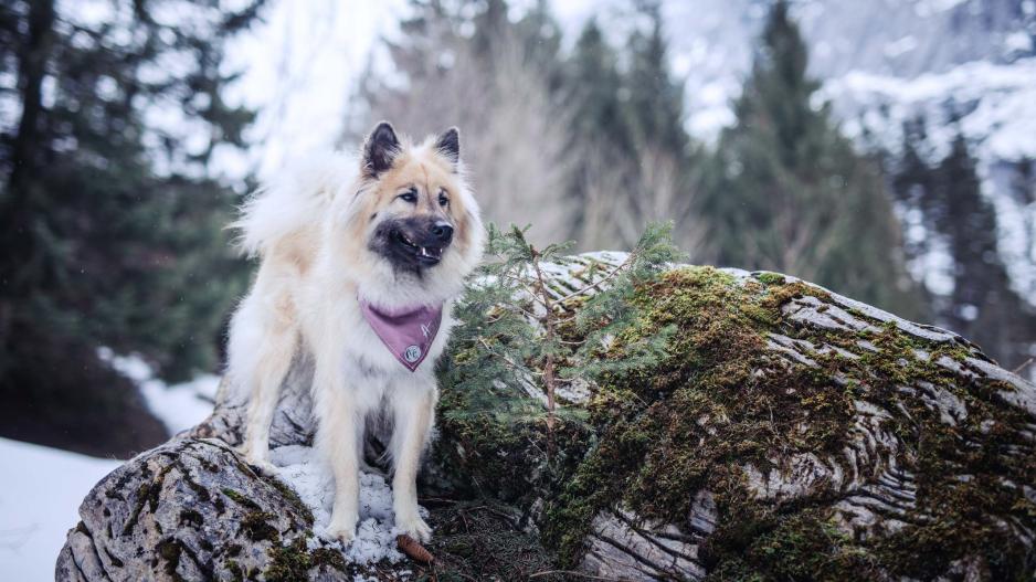 Eurasier auf einem Felsen in den Schweizer Bergen
