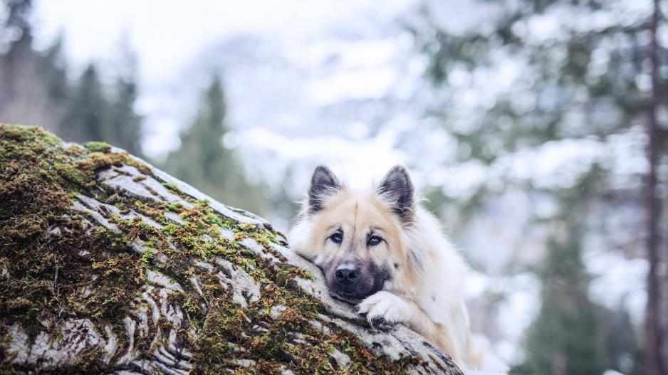 Eurasier Annie in Grindelwald
