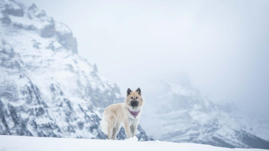 Eurasier Annie in Grindelwald im Schnee