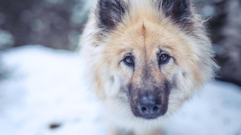 Eurasier Profil im Schnee