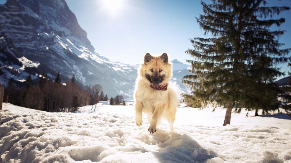Eurasier Annie im Schnee