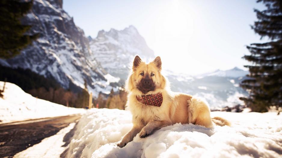 Eurasier im Schnee - Schweiz