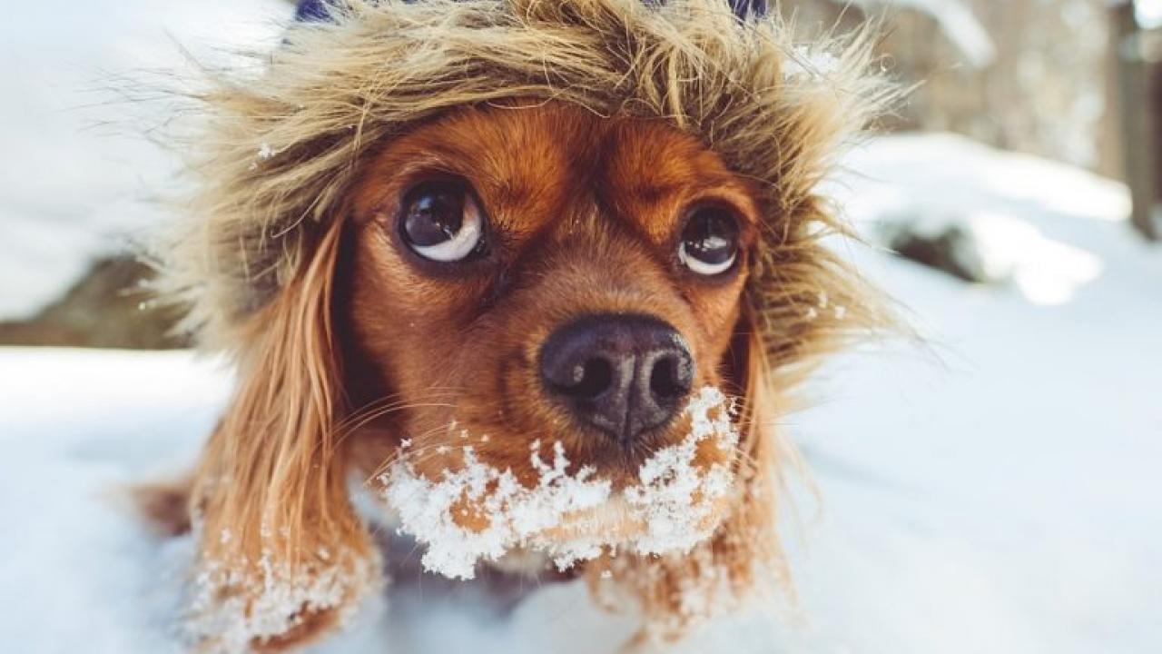Urlaub mit Hund im Winter, ein Schneevergnügen 