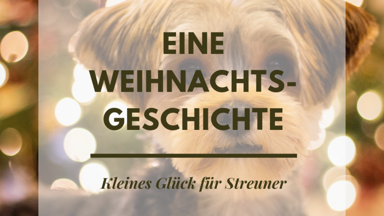 eine weihnachtsgeschichte - kleines Glück für Streuner