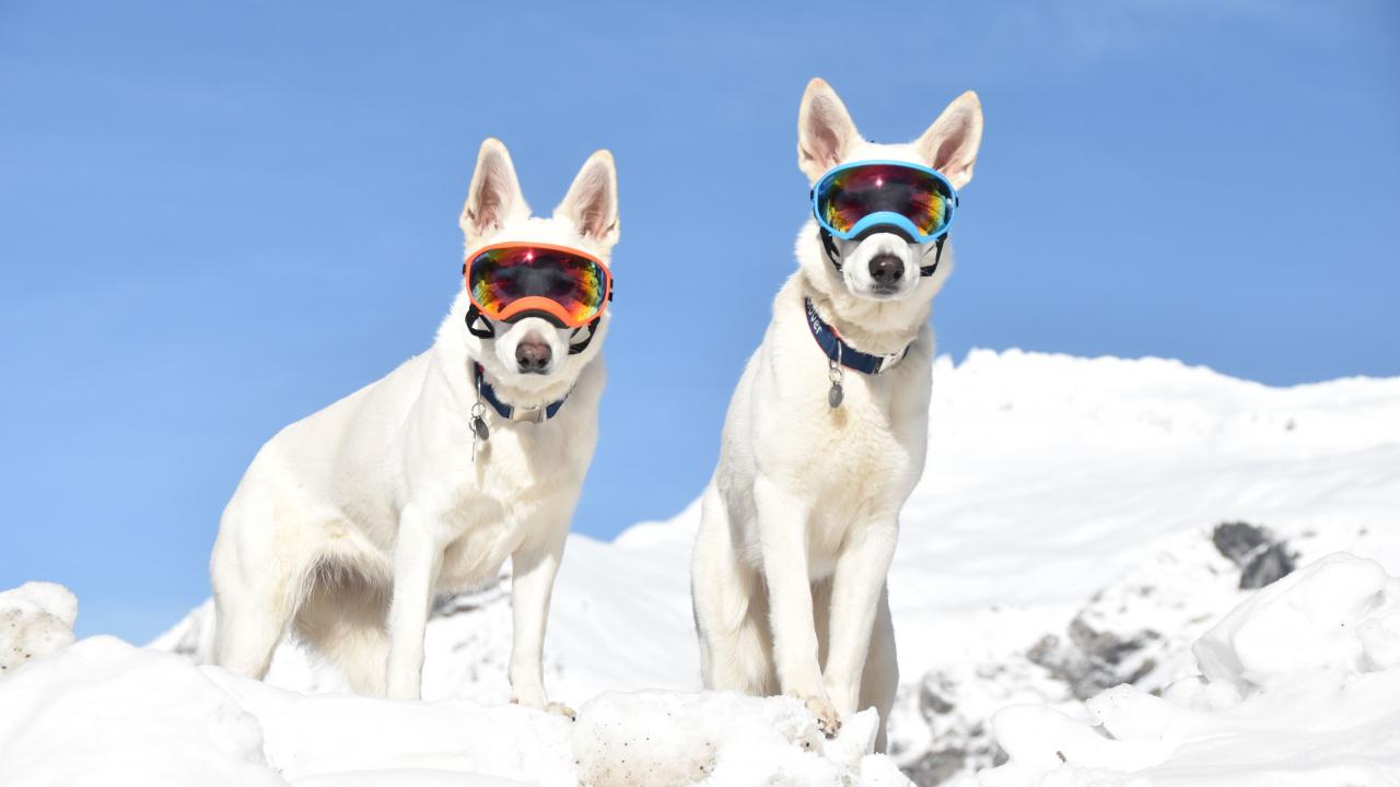 Zwei weiße Schäferhunde mit Schneebrille im Schnee
