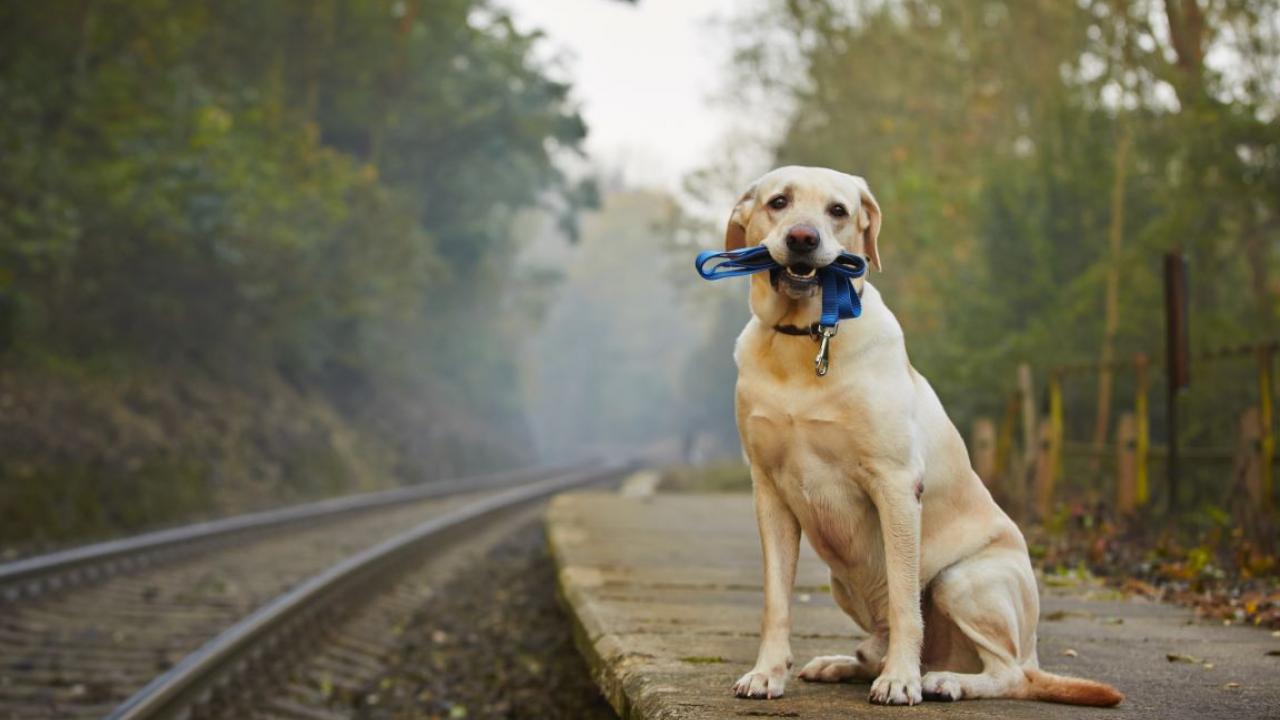 Ein Hund (Golden Retriever) Hund wartet am Bahnhof auf seine Bahn 