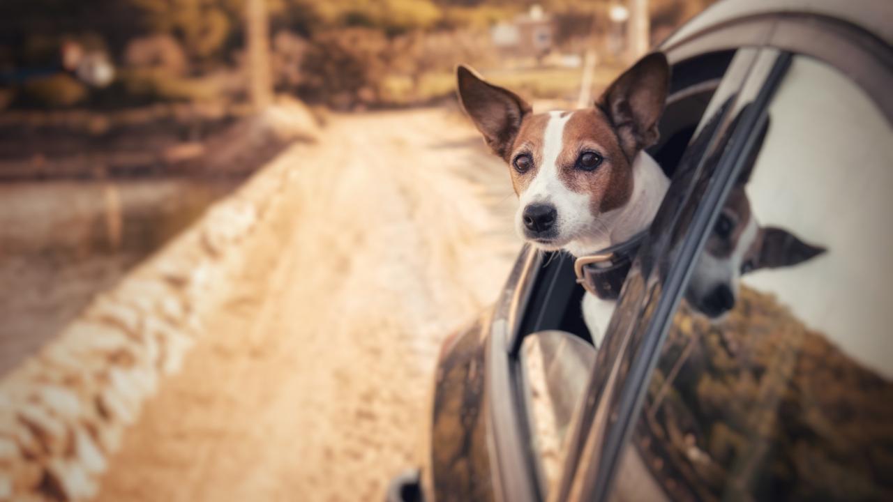 Reisekrankheiten bei Hunden werden immer mehr, auch Jack Russell Hunde sind betroffen 