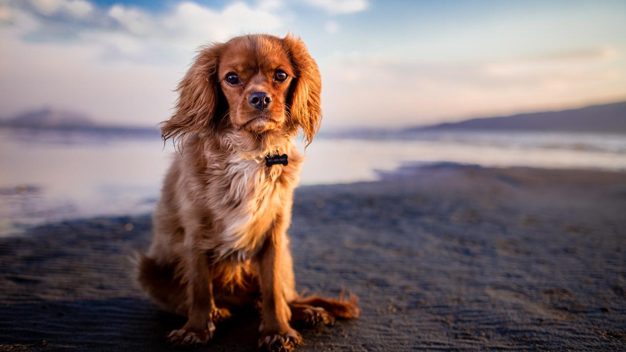 was gibt es bei Reisen mit älteren Hunden zu beachten?