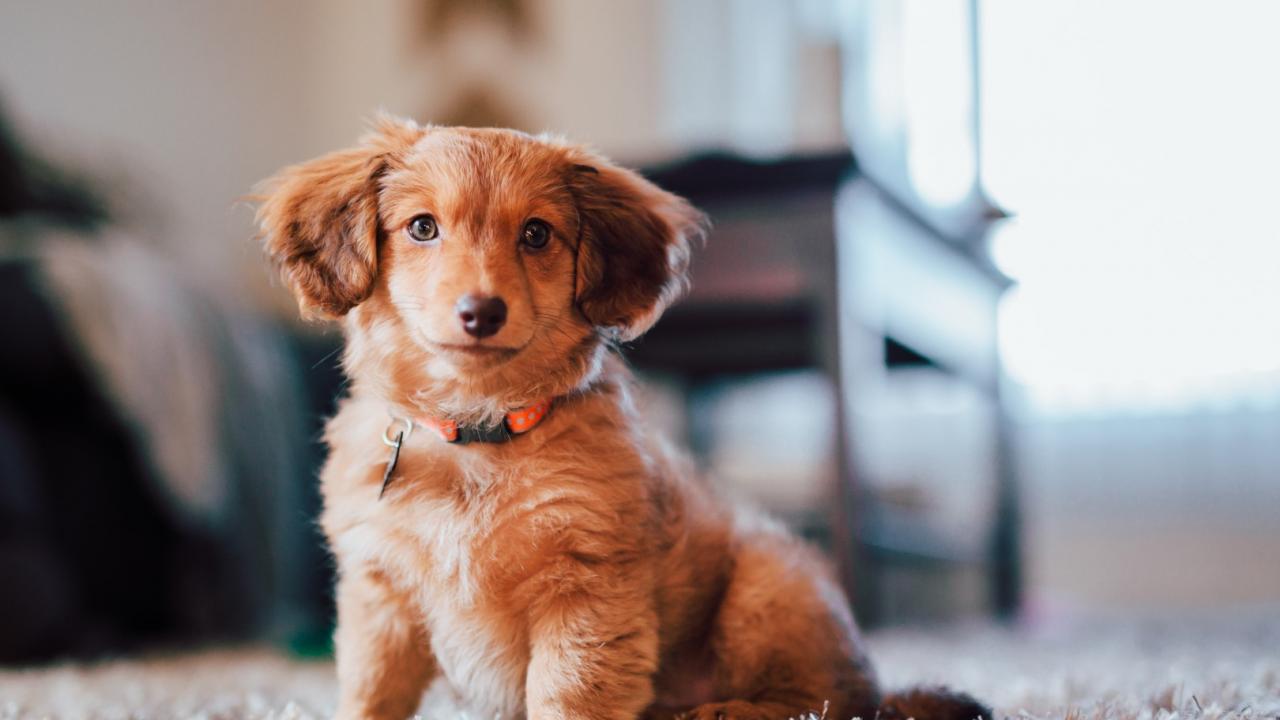 Mit Welpen das erste Mal die große weite Welt erkunden - Urlaub mit Hund 