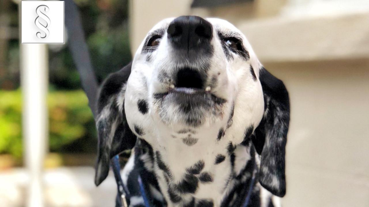 Bellender Dalmatiner - wann ist Hundegebell Ruhestörung?