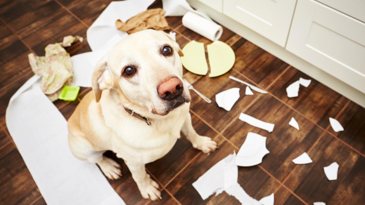 Eine Hundehaftpflicht kann existenzbedrohende Schäden abwenden