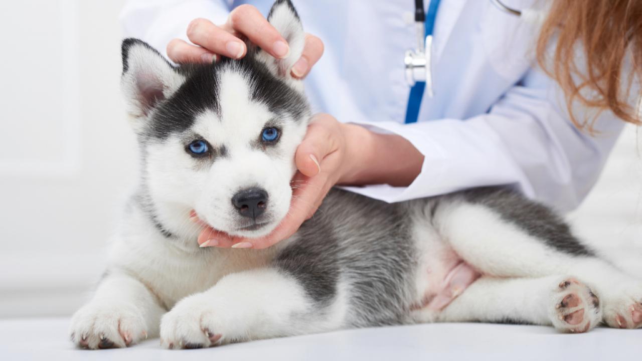 Mit unseren 6 Tipps ist es gar so schwer, den richtigen Tierarzt zu finden.