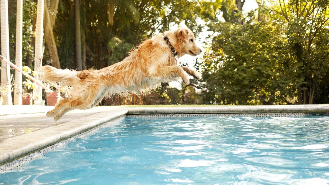Hund und Hitze - manchmal tut eine Abkühlung im Pool richtig gut: )