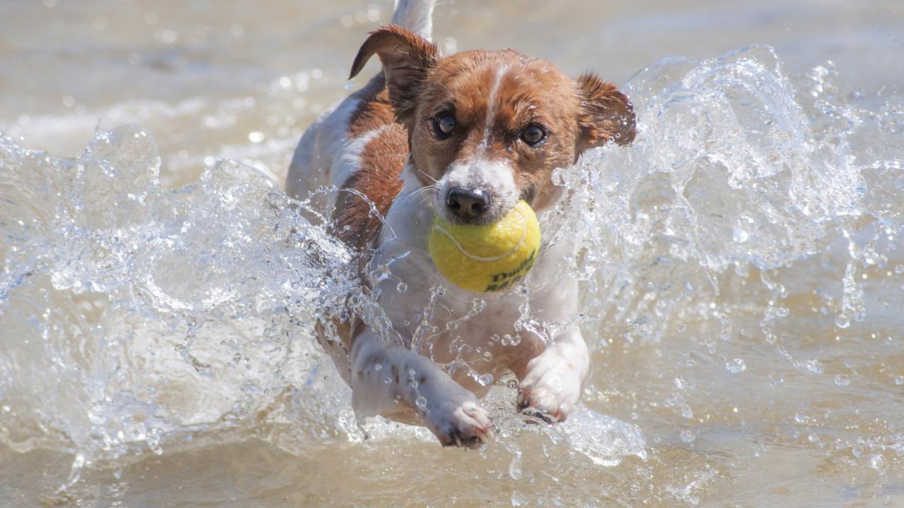 Wasservergiftung bei Hunden