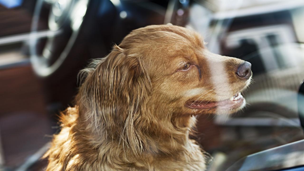 Hitzefalle Auto Dein Auto wird in kürzester Zeit zu einer tödlichen Gefahr für Deinen Hund