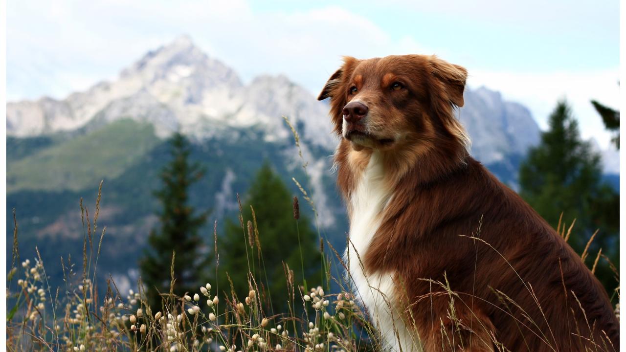 Hund vor Bergkulisse