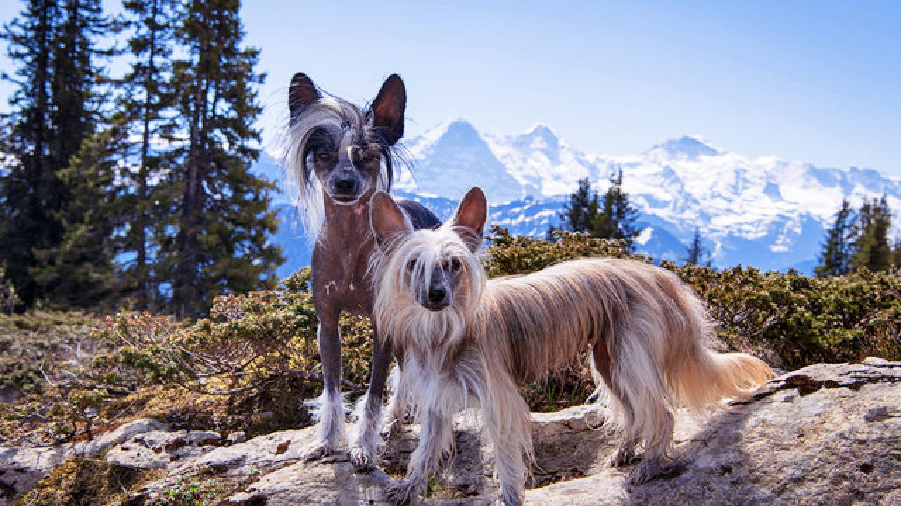 Wandern mit Hund im Berner Oberland