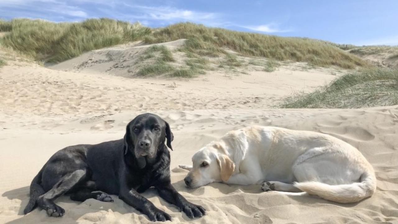 Labradore am Strand von Holland